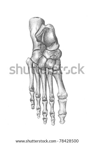 Human Anatomy - Bones Of The Foot Stock Photo 78428500 : Shutterstock