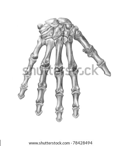 Human Anatomy - Bones Of The Hand Stock Photo 78428494 : Shutterstock
