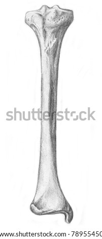 Human Anatomy - Bones Of The Leg Stock Photo 78955450 : Shutterstock