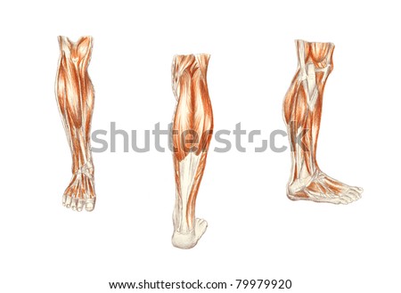 Human Anatomy - Muscles Of The Leg Stock Photo 79979920 : Shutterstock