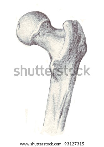 Anatomy Cervical Vertebrae