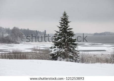 A snow-covered two pines in a snow field  near a lake