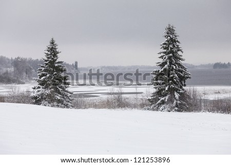 A snow-covered two pines in a snow field near a lake