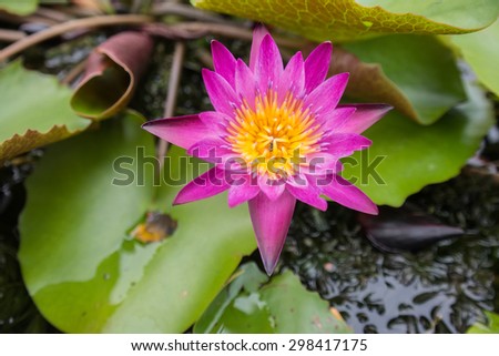 Lotus bloom in pots
