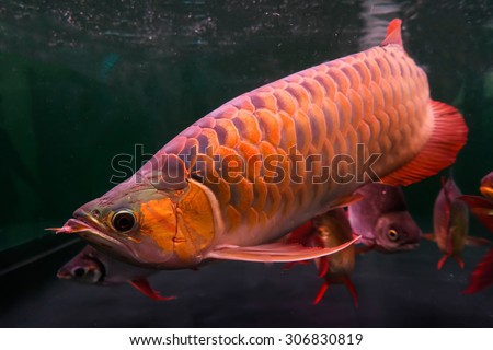 Arowana fish,name in thailand is bplaa mang-gon,a beautiful color In aquarium