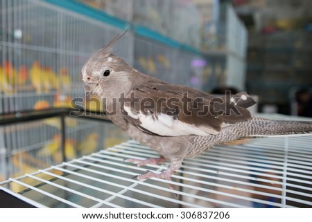 Brown bird stands on a bird cage.
