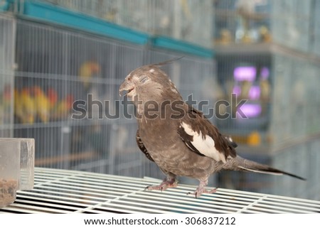Brown bird stands on a bird cage,bird smile