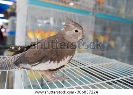 Brown bird stands on a bird cage.