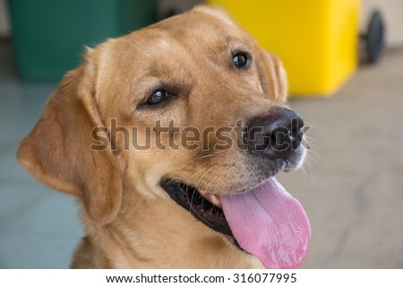 Brown dog,Brown dog bed smiling