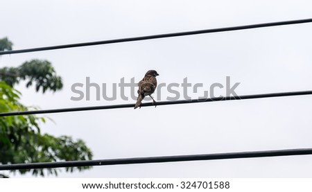 Cable,birds On the Cable,birds, Colorful birds,beautiful birds,birds standing on cable
