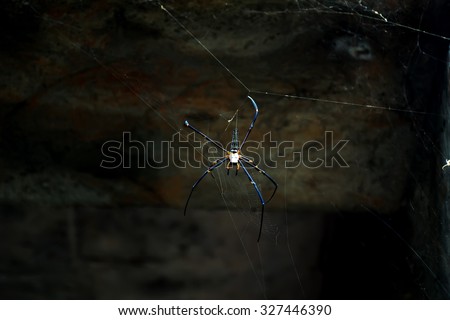 spider, Spider webs, Big spider, Beautiful spider,spider in forest