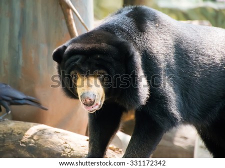 sun bear,Black Bears, Great black bear standing on the floor, Bear in a zoo in Bangkok, Thailand,beautiful bear,big bear