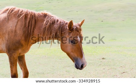 horse ,horse  standing on a farm,Beautiful brown horse,Horses graze in a large farm.