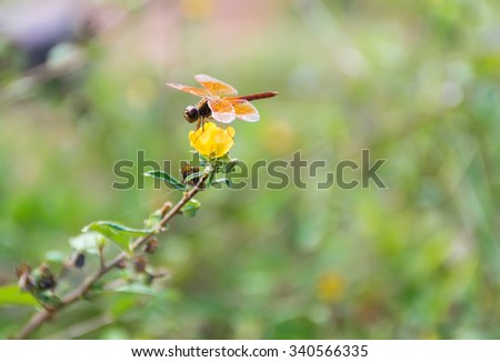 dragonflies Catching on flowers,beautiful dragonflies,dragonflies