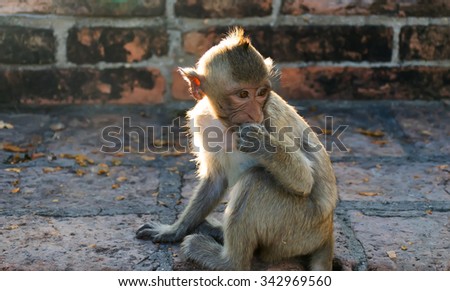 monkeys sitting on the floor,monkeys in Thailand,monkeys sitting on the floor eating a foods ,The big monkeys,beautiful monkeys