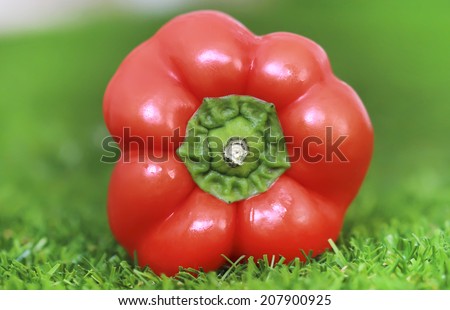 red bell pepper on the grass
