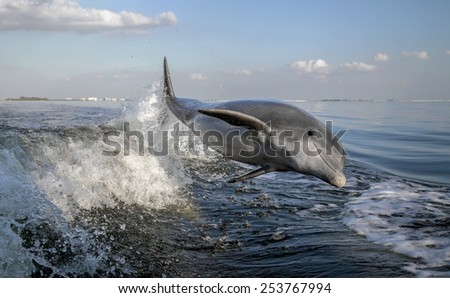 Bottle Nosed Dolphin Jumping Behind a Boat Bottle Nosed Dolphin Jumping Behind a Boat