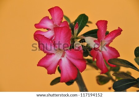 Tropical flower Pink Adenium. Desert rose. with orange background, detail