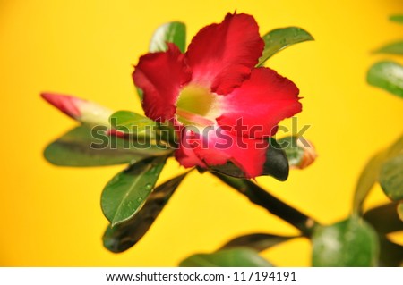 Tropical flower Pink Adenium. Desert rose. with yellow background, detail
