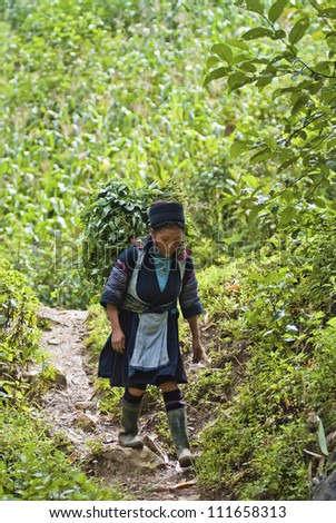 SAPA, VIETNAM - JULY 6: Hmong woman on her way home on July 6, 2009 in Sapa, Vietnam.  Black Hmong women are known for their indigo-dyed costumes and wear a blue turban.