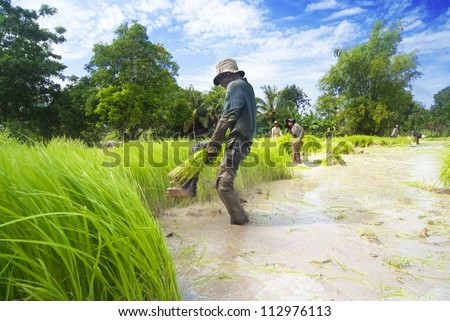 SIEM REAP, CAMBODIA - AUG 4: Rice transplanting on Aug 4, 2012 in Siem Reap, Cambodia. In Cambodia the traditional hand method of cultivating rice is still practiced
