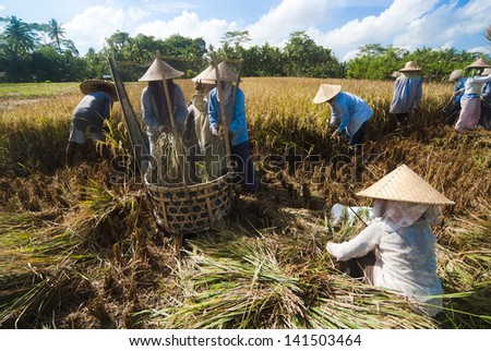 BALI, INDONESIA - MAY 6: Rice is threshed on May 6, 2013 in Bali, Indonesia. Bali can produce rice all year round due to Subak which manages water supply system for farmers in the dry season.