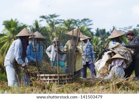 BALI, INDONESIA - MAY 6: Rice is threshed on May 6, 2013 in Bali, Indonesia. Bali can produce rice all year round due to Subak which manages water supply system for farmers in the dry season.