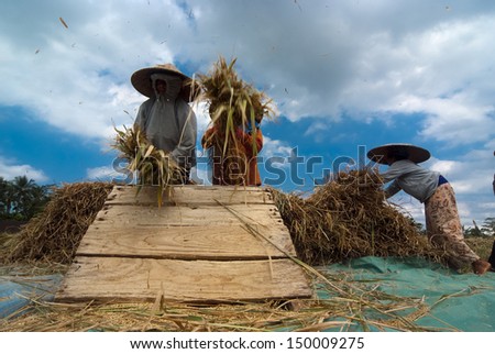 BALI, INDONESIA -MAY 5: Rice is threshed on May 5, 2013 in Bali, Indonesia. Bali can produce rice all year round due to Subak system which manages water supply system for farmers in the dry season.
