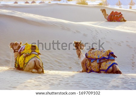 Group of camels on the Sam Sand Dune in Thar Desert, Jaisalmer, INDIA