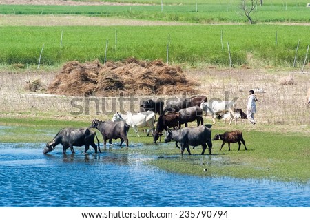 UTTAR PRADESH, INDIA- MAR 2: a local tends a herd of cattle in a field on March 2, 2013, in Uttar Pradesh, India. Oxen and cows are raised for meat, pulling carts, plows and the like in India.