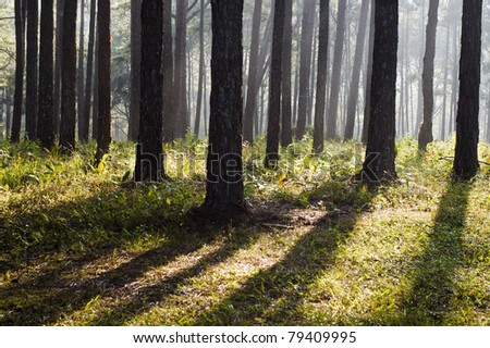Misty pine forest and long shadow of tree trunks