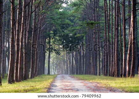Pine forest with a long path in between