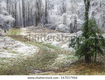A nature photograph of a private, secluded country road in rural Tennessee after an ice storm.  The winding road disappears into the woods with trees white with ice accumulated from freezing rain.