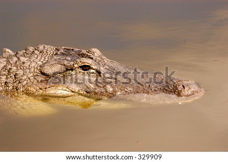 Medium alligator floating in water