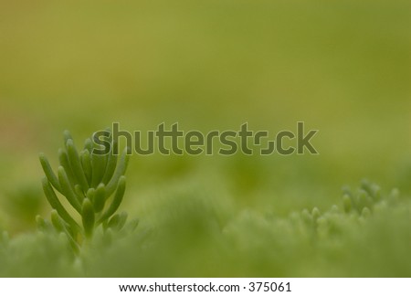 Soft focus of small ground cover plant