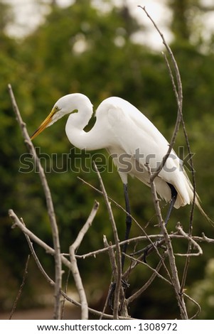 Great white Egret perched in brush