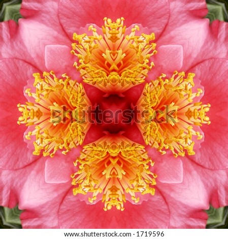Kaleidoscope pattern of a Camellia for a digitally created background.