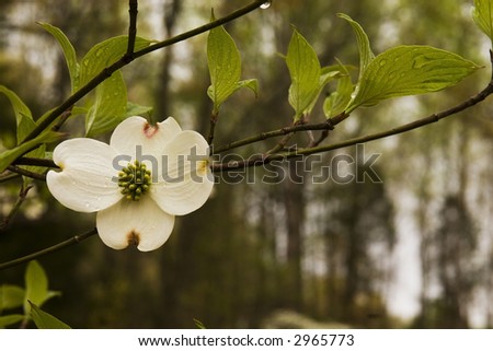 Closeup of a single Dogwood blossom in the morning after a rain.