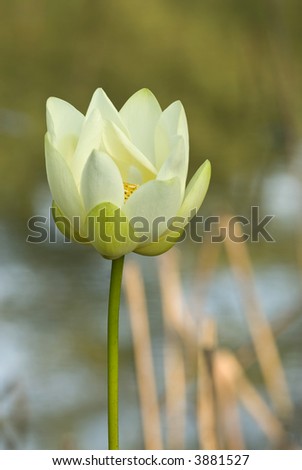Closeup of a yellow Lotus Blossom in the early morning natural light.