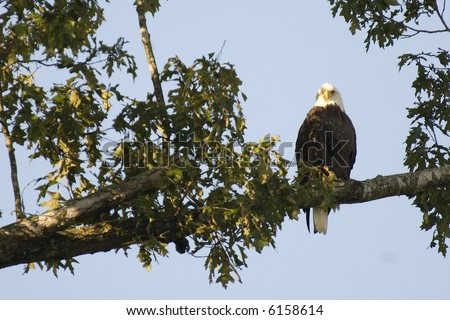 Eagle perched on a tree limb against the blue sky.  It seems he is looking at the camera.
