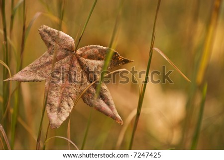 A single leaf from a Sweet Gum tree is caught in the tall grass