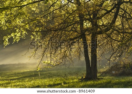 Spring morning light is back-lighting a tree with fog on the ground behind it.