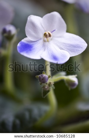Macro of a violet and white African Violet blossom and buds.