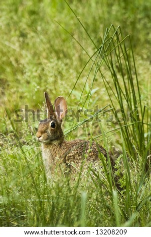 A brown rabbit is sitting in tall grass alert that someone is near.