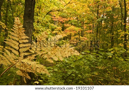 Fall foliage in Michigan\'s Upper Peninsula in October.