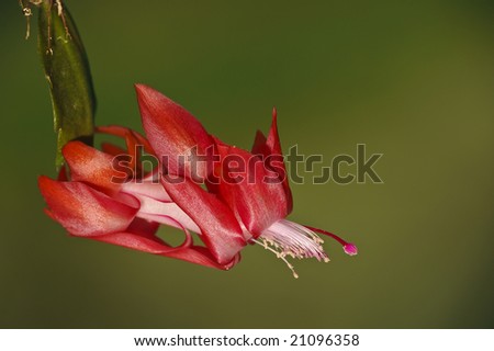 Macro of one Christmas Cactus Cactus blossom against a green background.