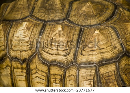 Abstract Tortoise Shell