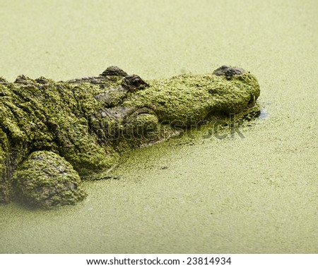 A gator lying in  water is covered with green from the Duck Weed
