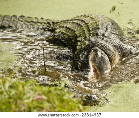 Alligators are feeding while in water covered with Duck Weed.