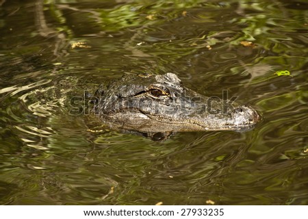 An alligator floating in water under trees with green reflections in the water.